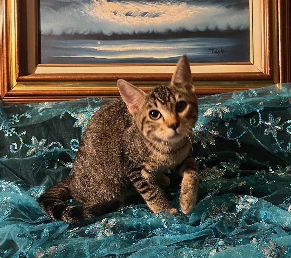 Little Star (& Twinkle Twinkle), Adoptable, Young Male Domestic Short Hair.