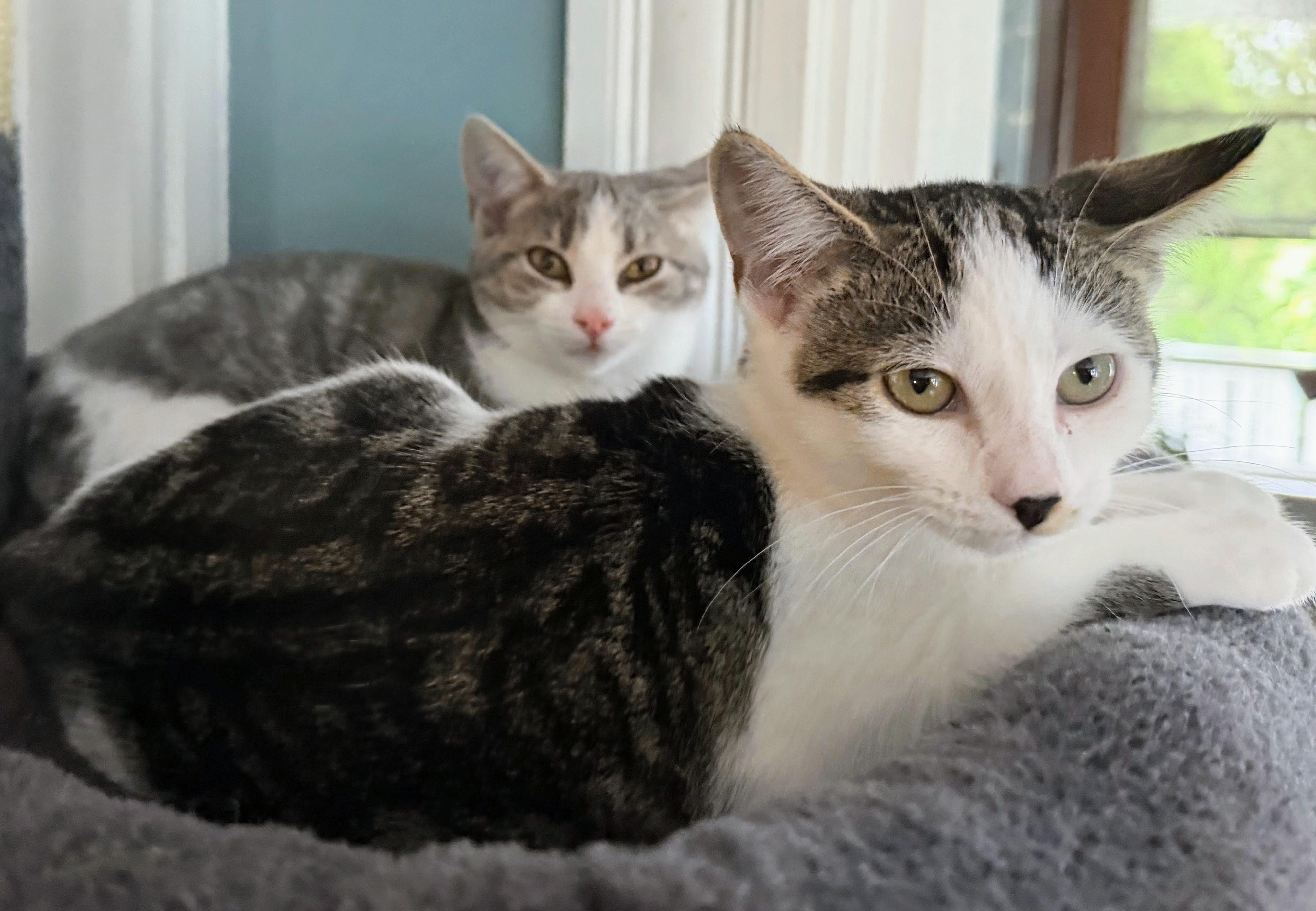 Enlarge Belle and Willow (bonded female kittens, reduced adoption fee), a Adopted Domestic Short Hair in Melrose, MA image 2/4