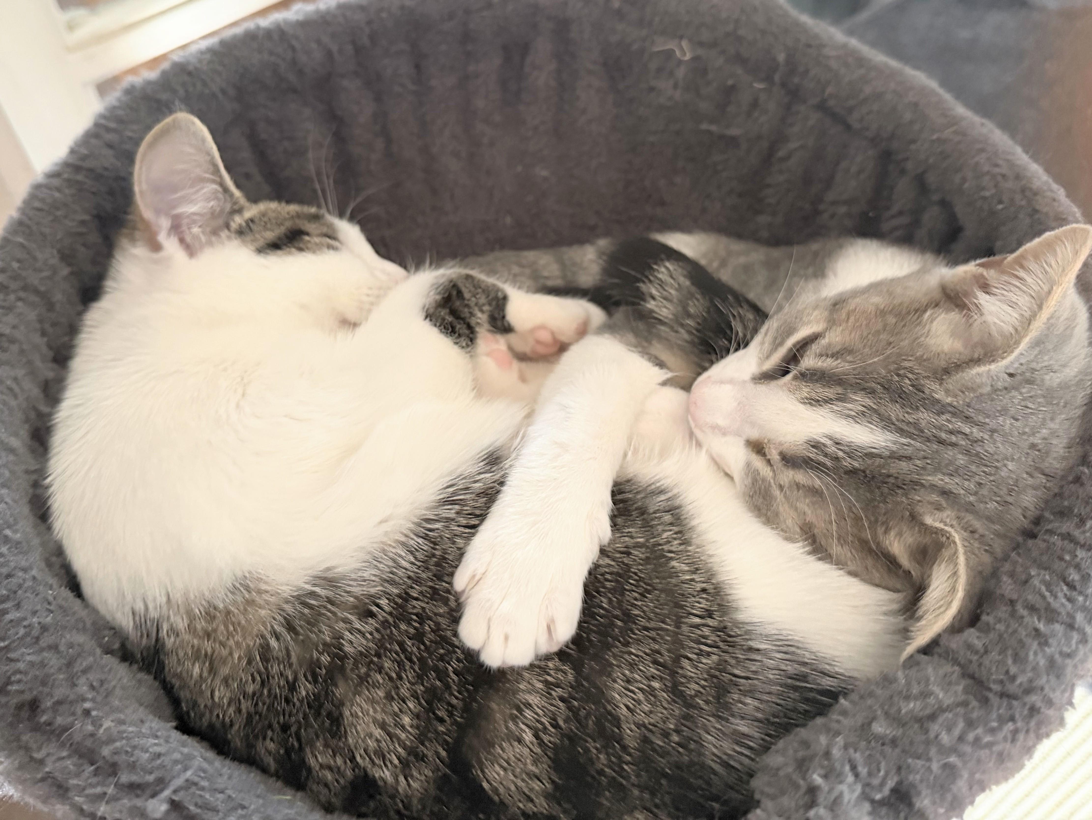 Enlarge Belle and Willow (bonded female kittens, reduced adoption fee), a Adopted Domestic Short Hair in Melrose, MA image 3/4