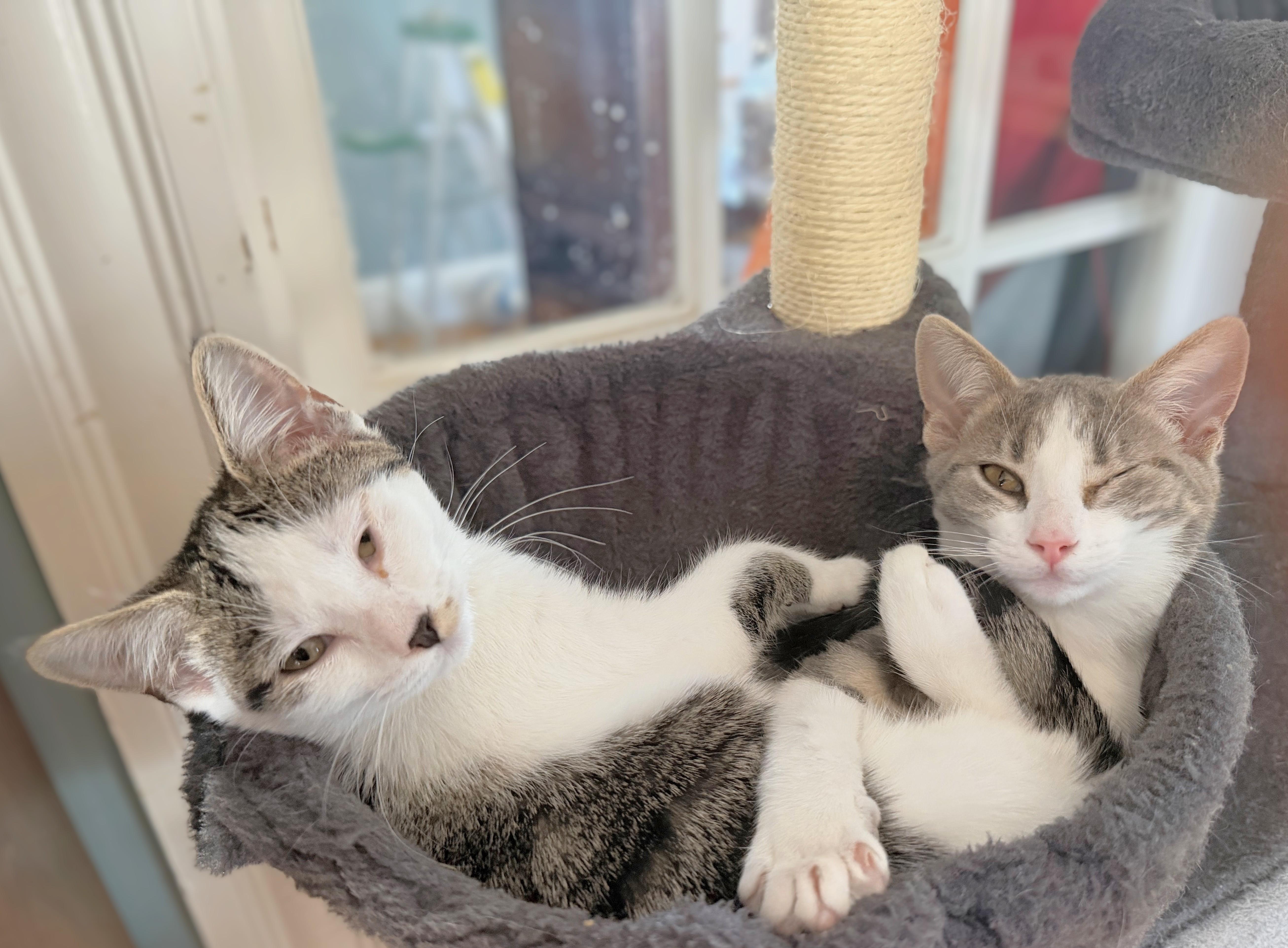 Enlarge Belle and Willow (bonded female kittens, reduced adoption fee), a Adopted Domestic Short Hair in Melrose, MA image 4/4