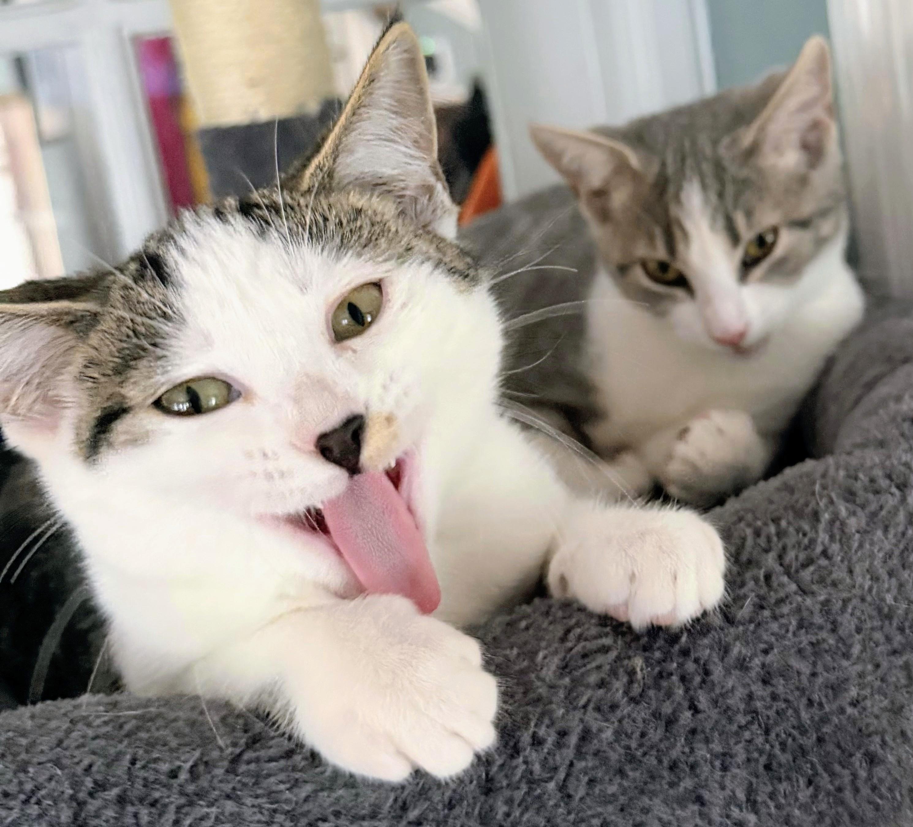 Belle and Willow (bonded female kittens, reduced adoption fee), Adopted, Kitten Female Domestic Short Hair.