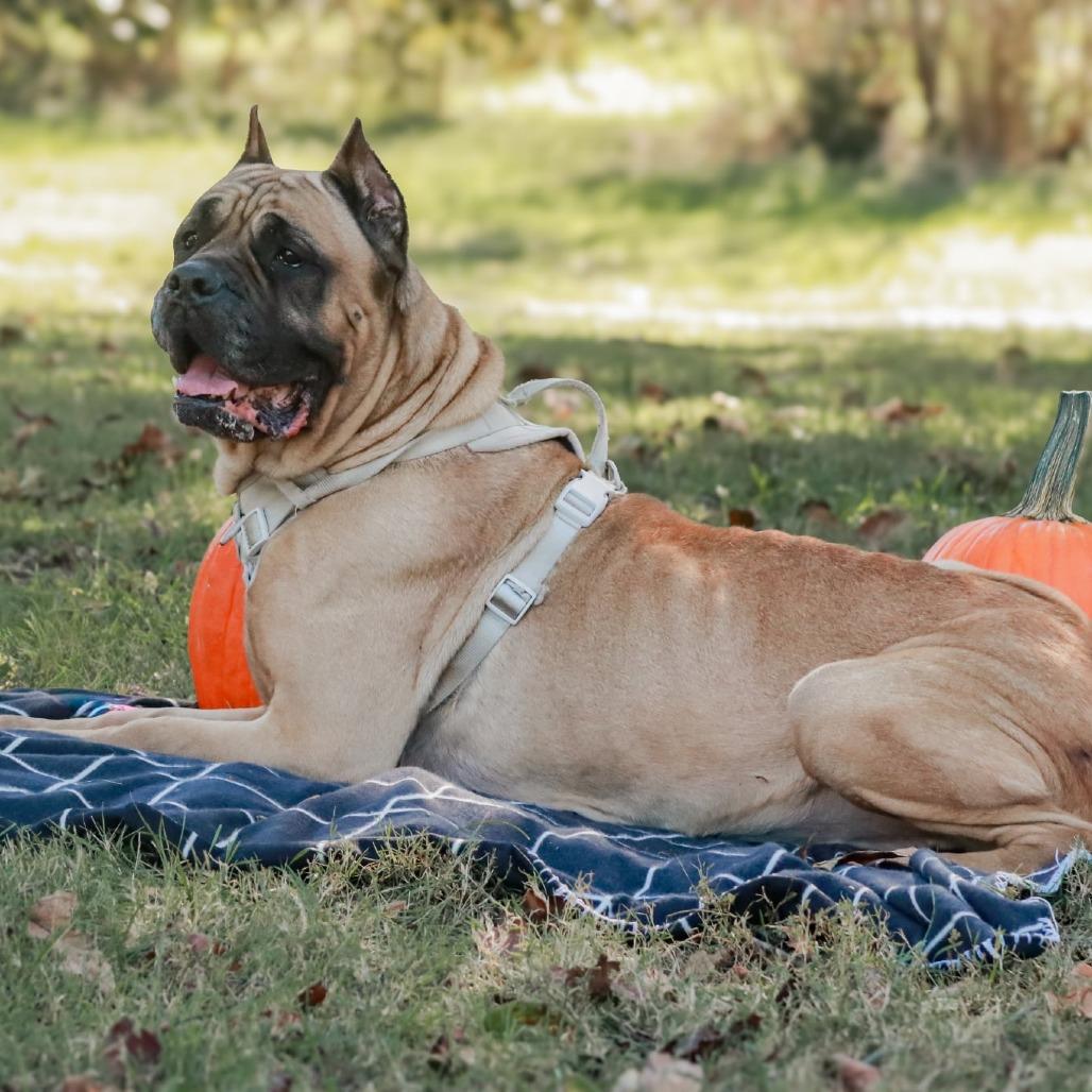 Shea, Adoptable, Senior Female Cane Corso & Mastiff.