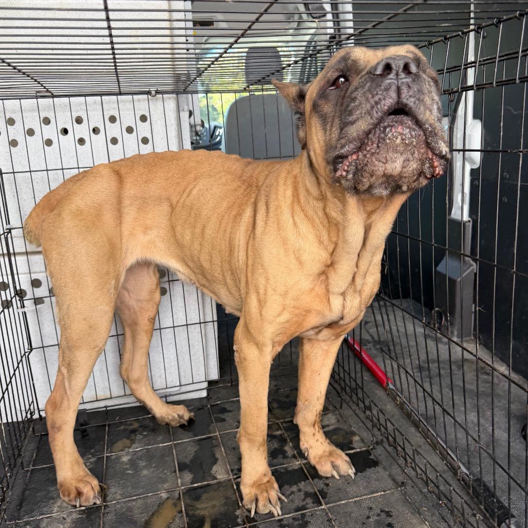 Enlarge Shea, a Adoptable mixed breed in Madisonville, KY image 2/5