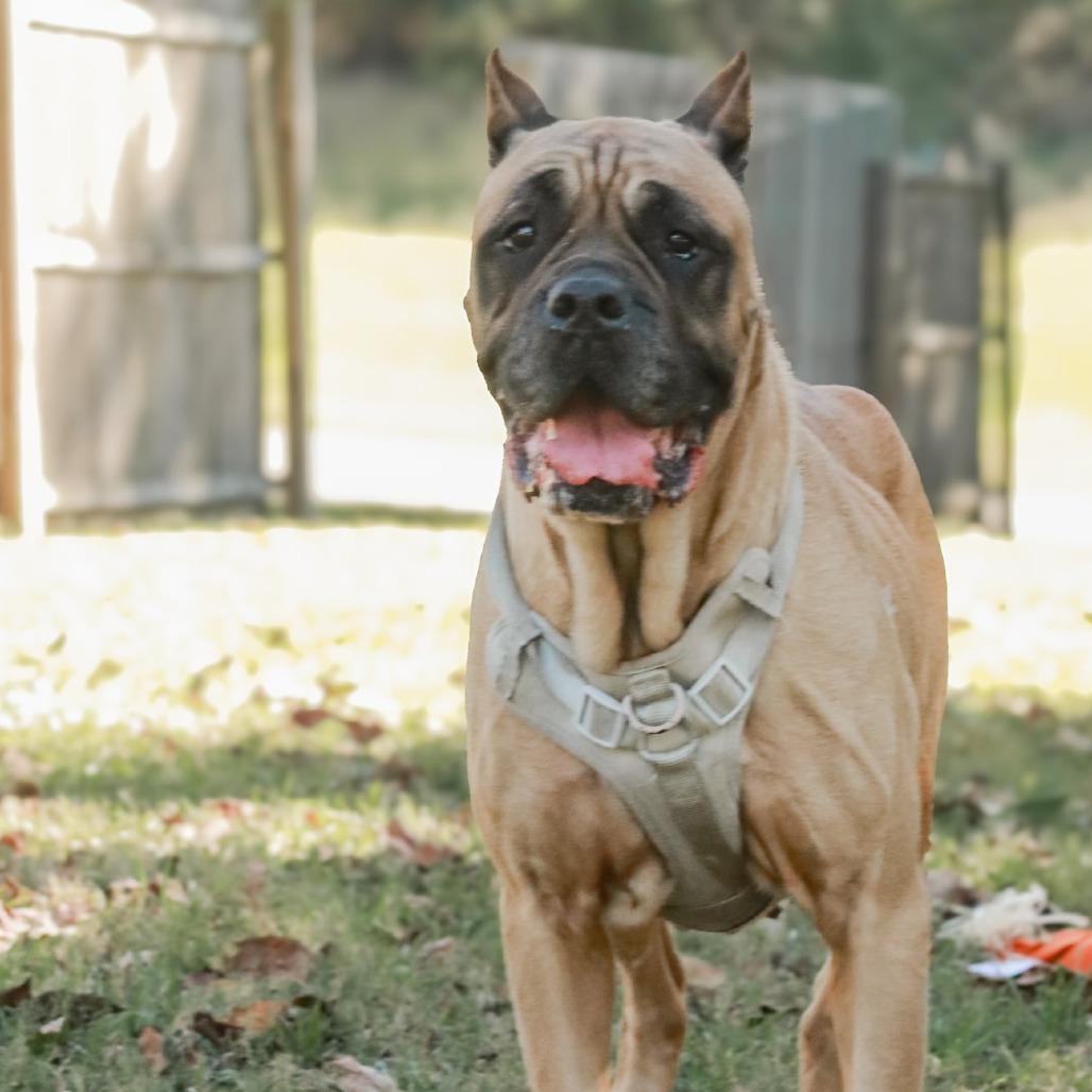 Enlarge Shea, a Adoptable mixed breed in Madisonville, KY image 3/5