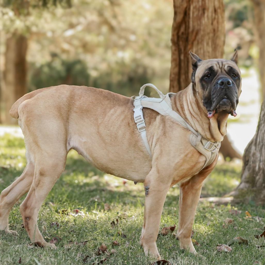 Enlarge Shea, a Adoptable mixed breed in Madisonville, KY image 4/5