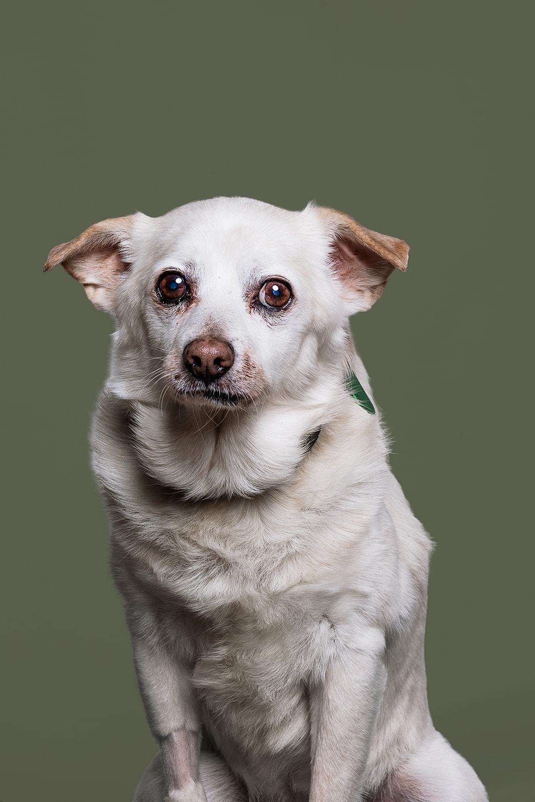 Enlarge Fred, a ADOPTABLE mixed breed in Bowdoin, ME image 1/5