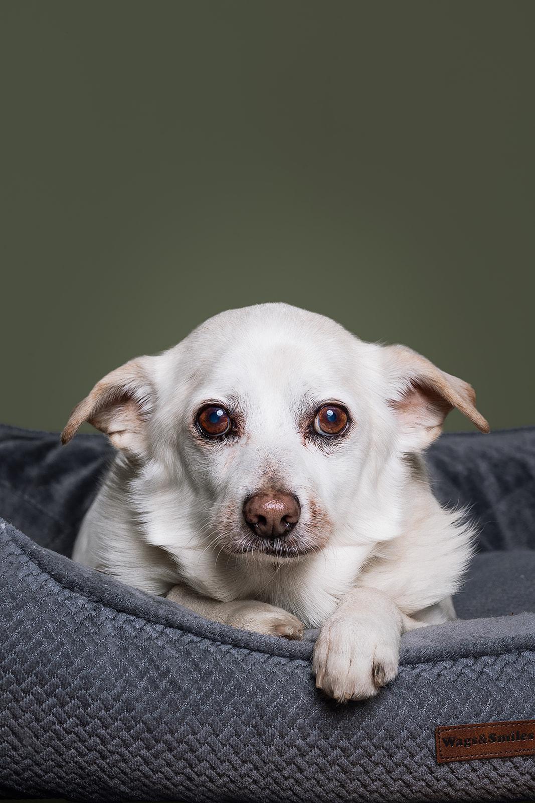 Enlarge Fred, a ADOPTABLE mixed breed in Bowdoin, ME image 2/5