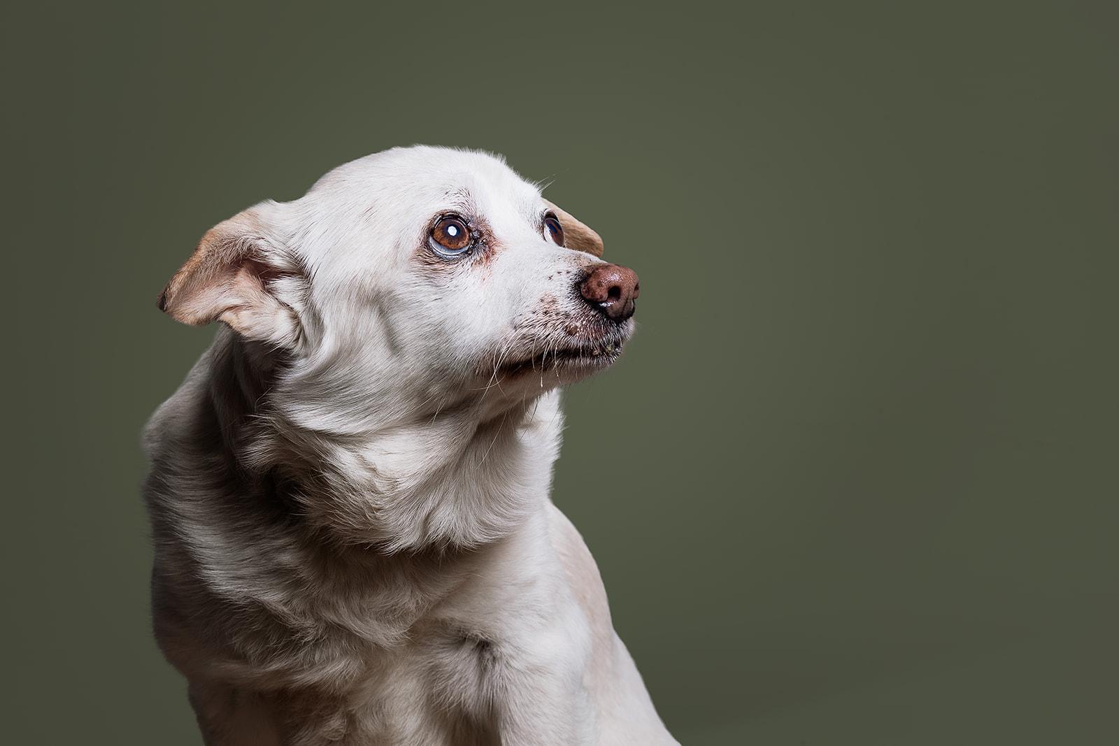 Enlarge Fred, a ADOPTABLE mixed breed in Bowdoin, ME image 4/5