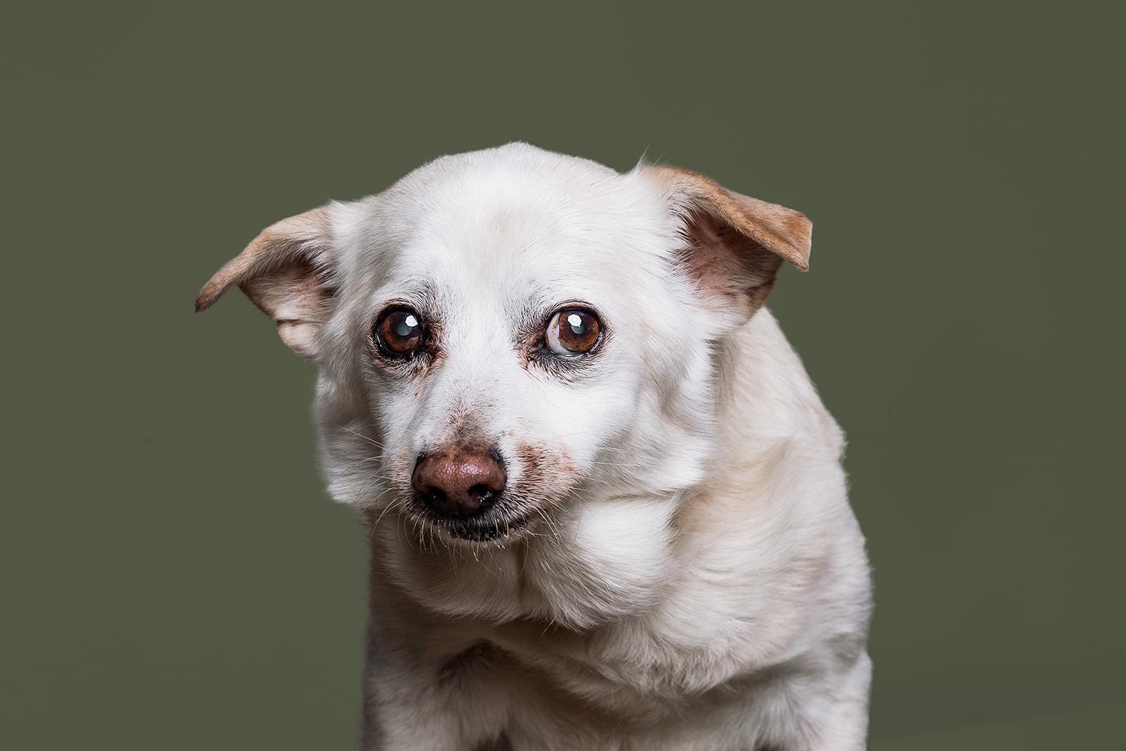 Enlarge Fred, a ADOPTABLE mixed breed in Bowdoin, ME image 3/5