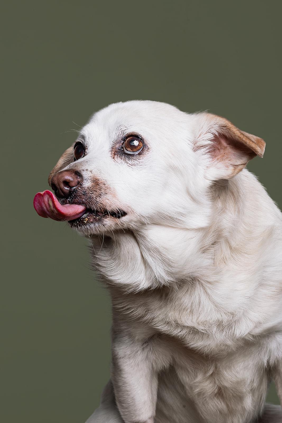 Enlarge Fred, a ADOPTABLE mixed breed in Bowdoin, ME image 5/5