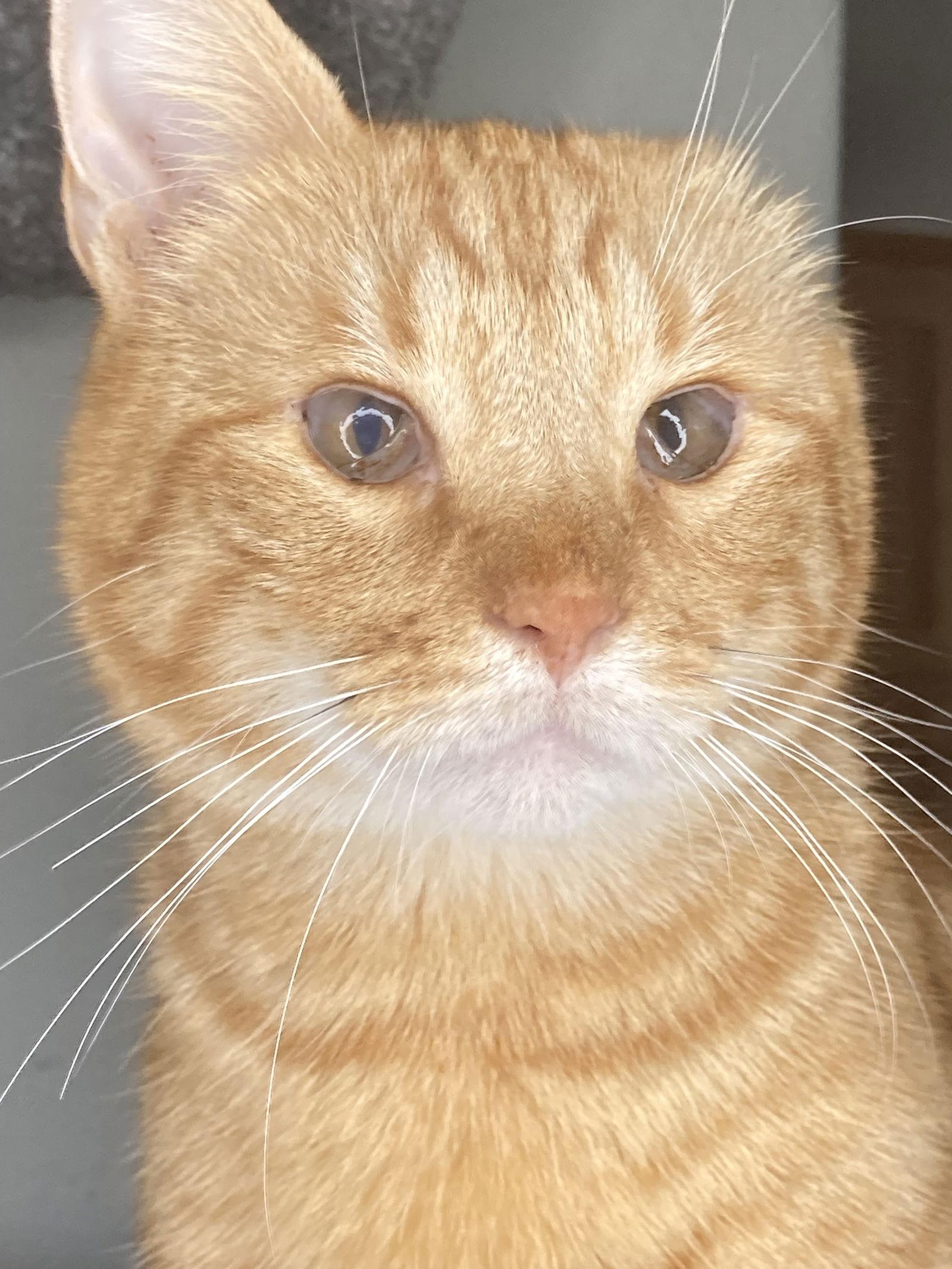 Enlarge Chester, a Adoptable mixed breed in San Diego, CA image 1/3