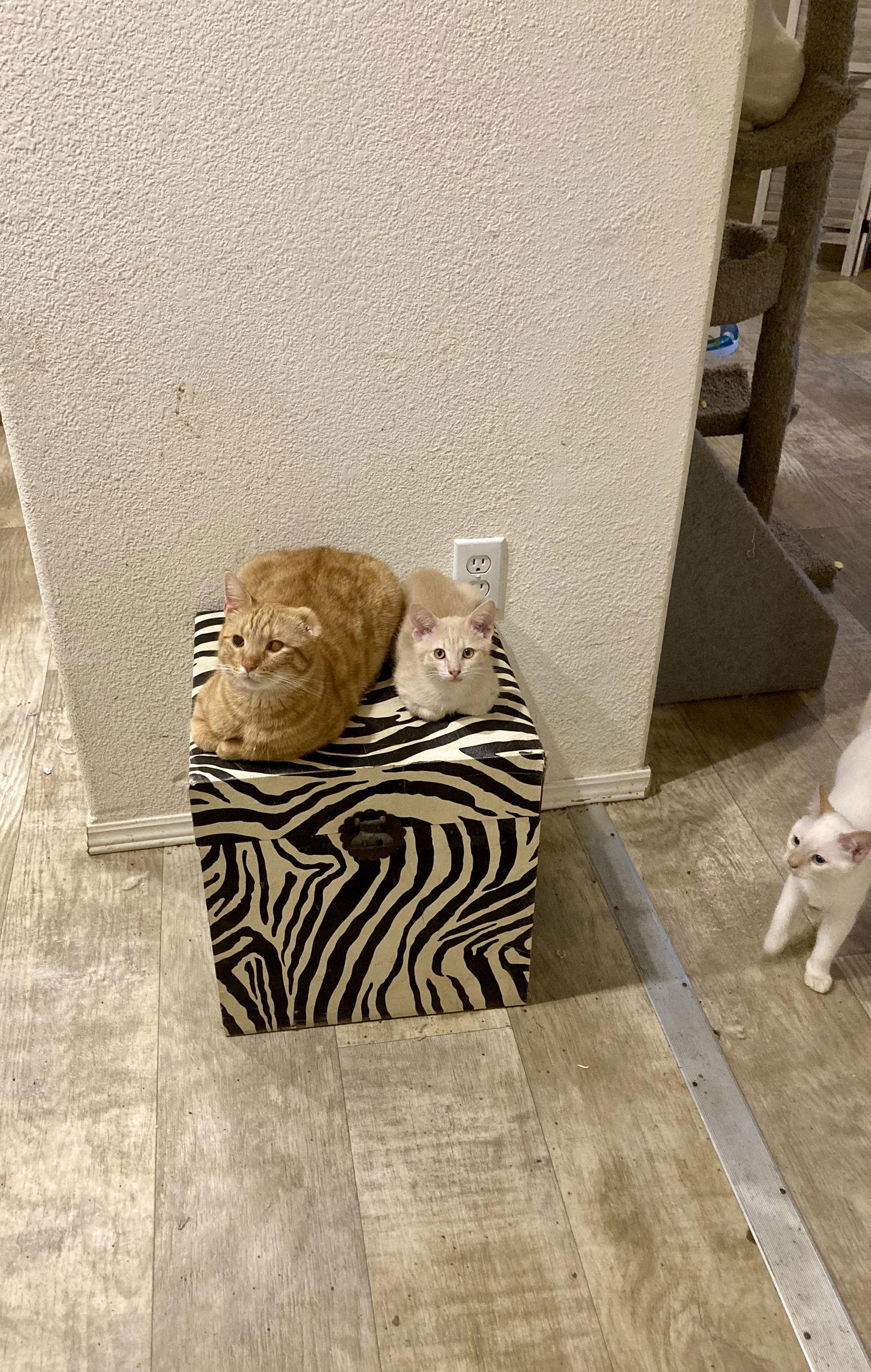 Enlarge Chester, a Adoptable mixed breed in San Diego, CA image 3/3