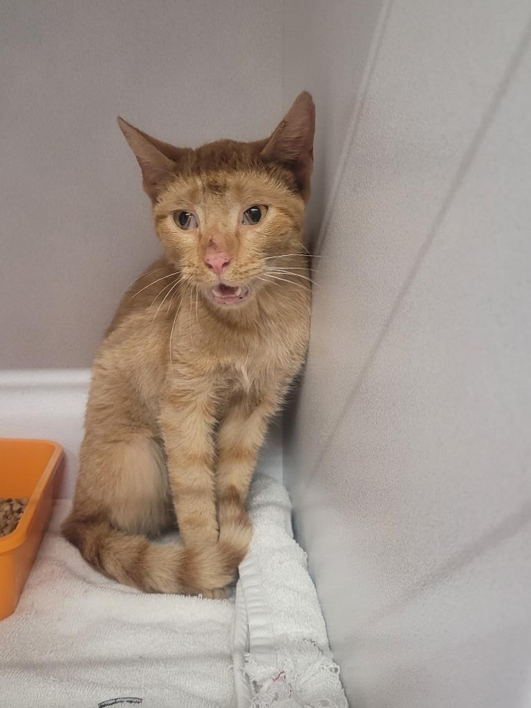 Mittins, Adoptable, Young Male Domestic Short Hair.