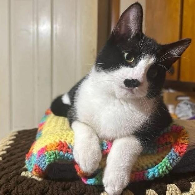 Stashe, a Adoptable Domestic Short Hair in Enterprise, AL image 2/2