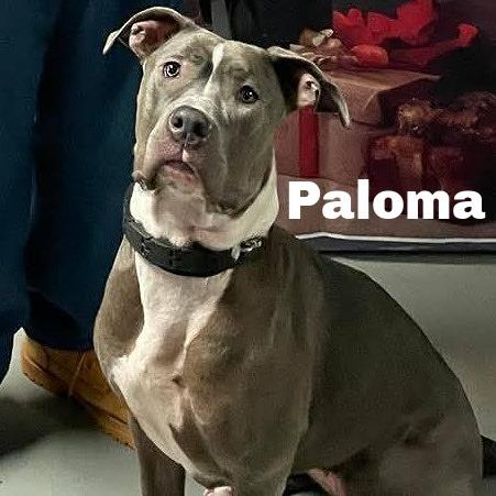 Enlarge Paloma 250850, a Adoptable Mixed Breed in Escanaba, MI image 1/6