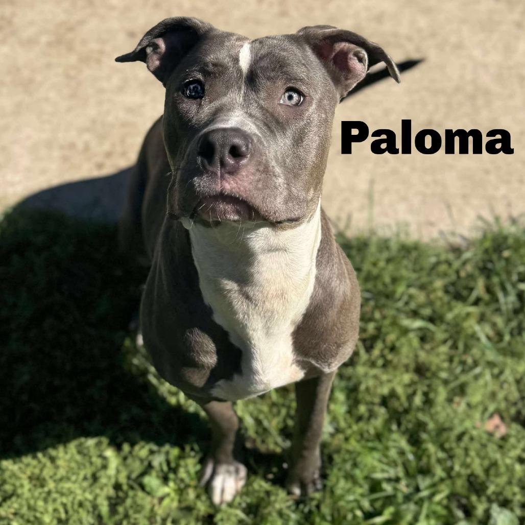 Enlarge Paloma 250850, a Adoptable Mixed Breed in Escanaba, MI image 2/6