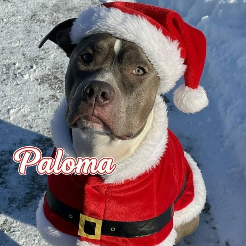 Enlarge Paloma 250850, a Adoptable Mixed Breed in Escanaba, MI image 3/6