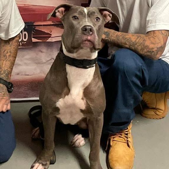 Enlarge Paloma 250850, a Adoptable Mixed Breed in Escanaba, MI image 4/6