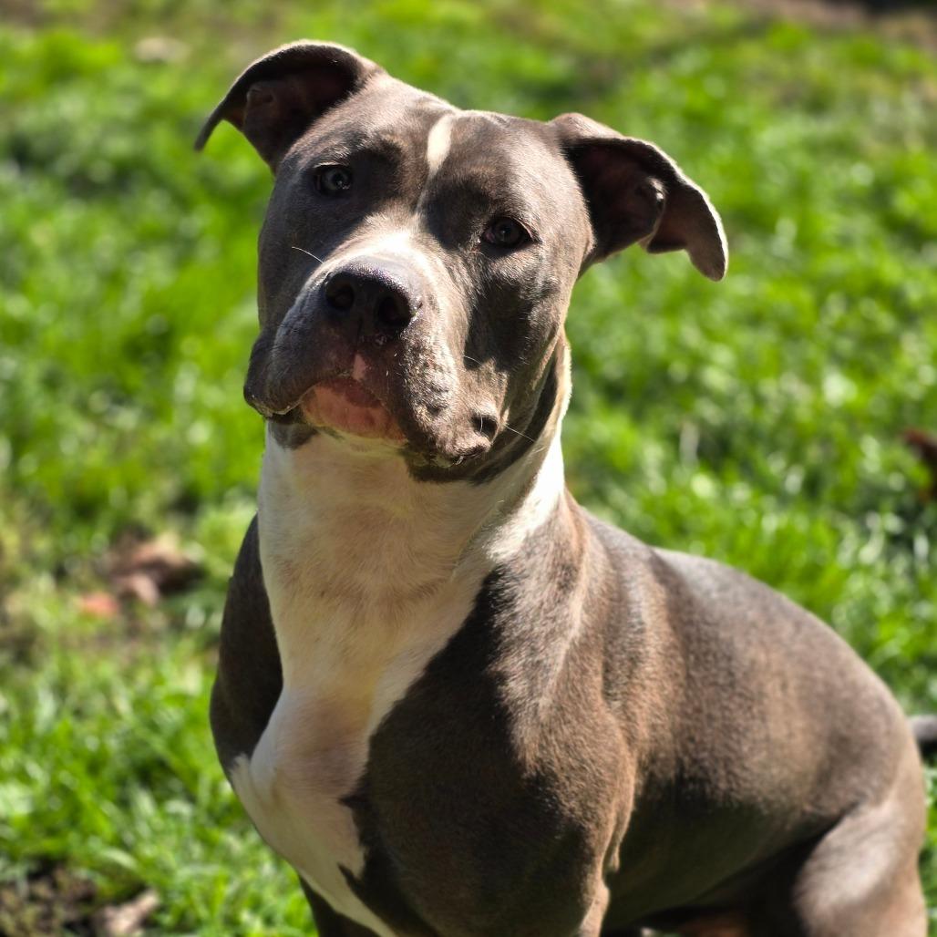 Enlarge Paloma 250850, a Adoptable Mixed Breed in Escanaba, MI image 5/6