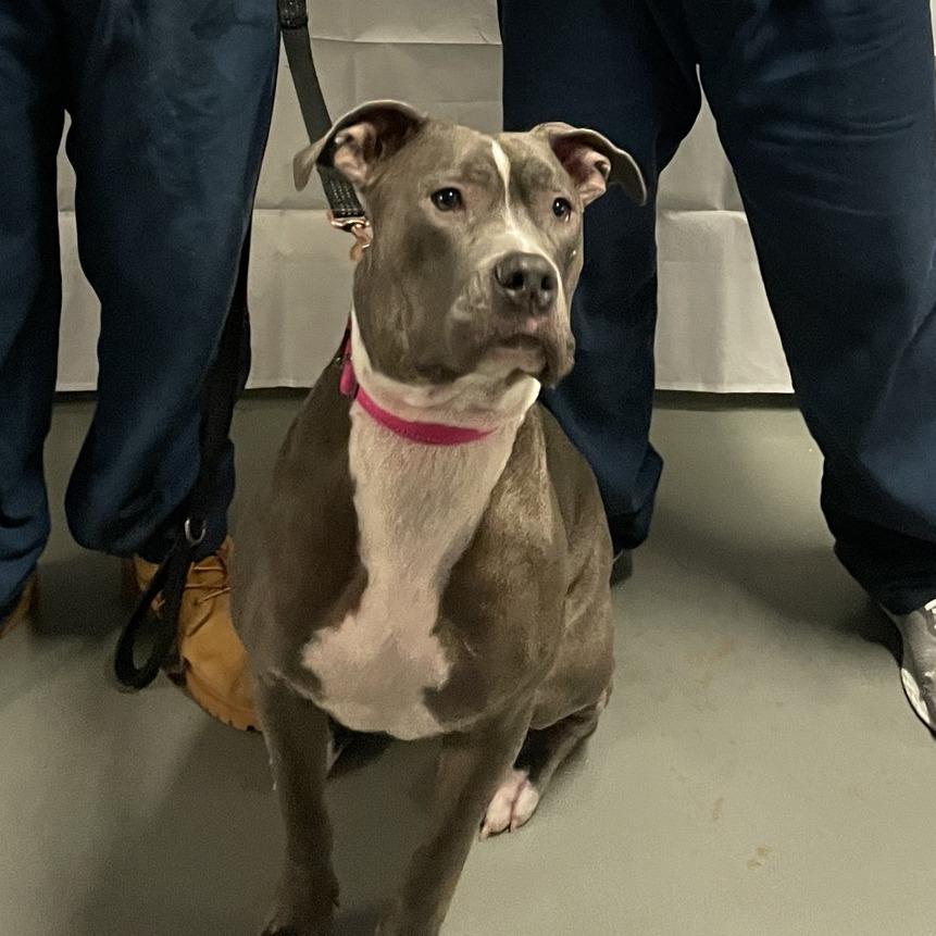 Enlarge Paloma 250850, a Adoptable Mixed Breed in Escanaba, MI image 6/6