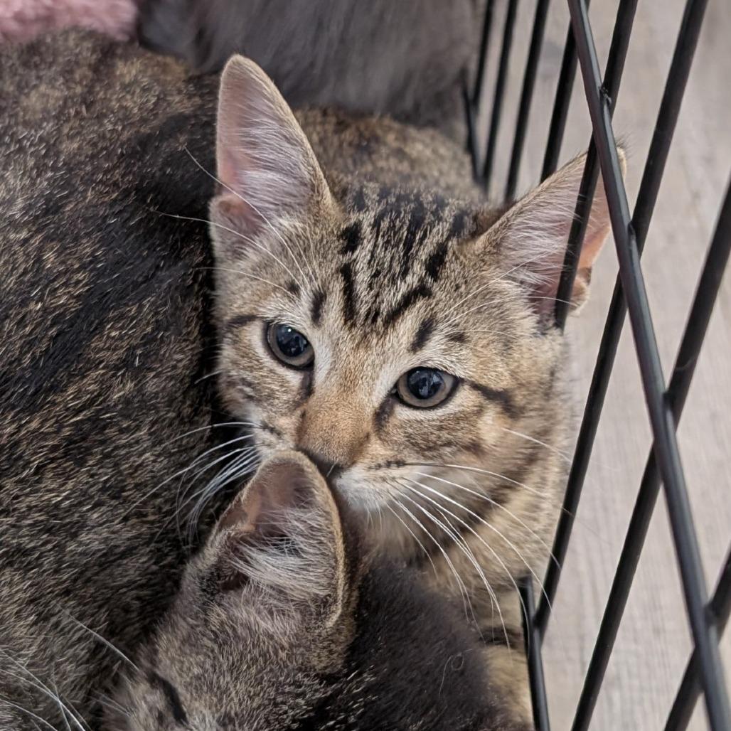 Rosie, Adoptable, Kitten Female Domestic Short Hair.
