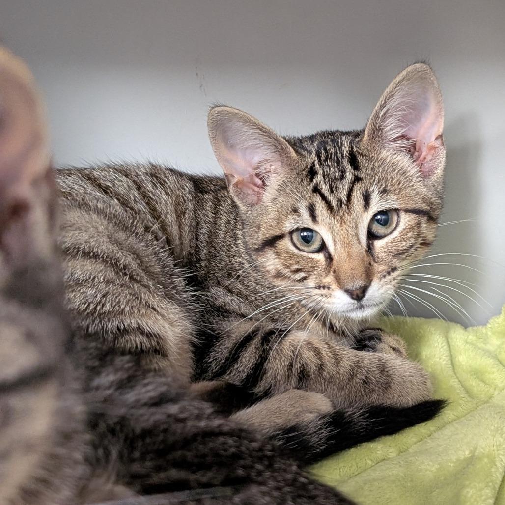 Rosie, a Adoptable Domestic Short Hair in Buchanan Dam, TX image 2/3