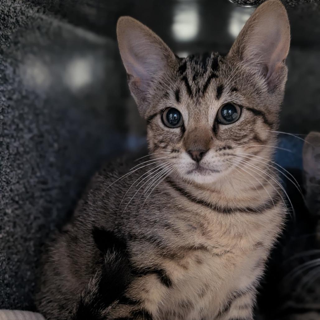 Rosie, a Adoptable Domestic Short Hair in Buchanan Dam, TX image 3/3