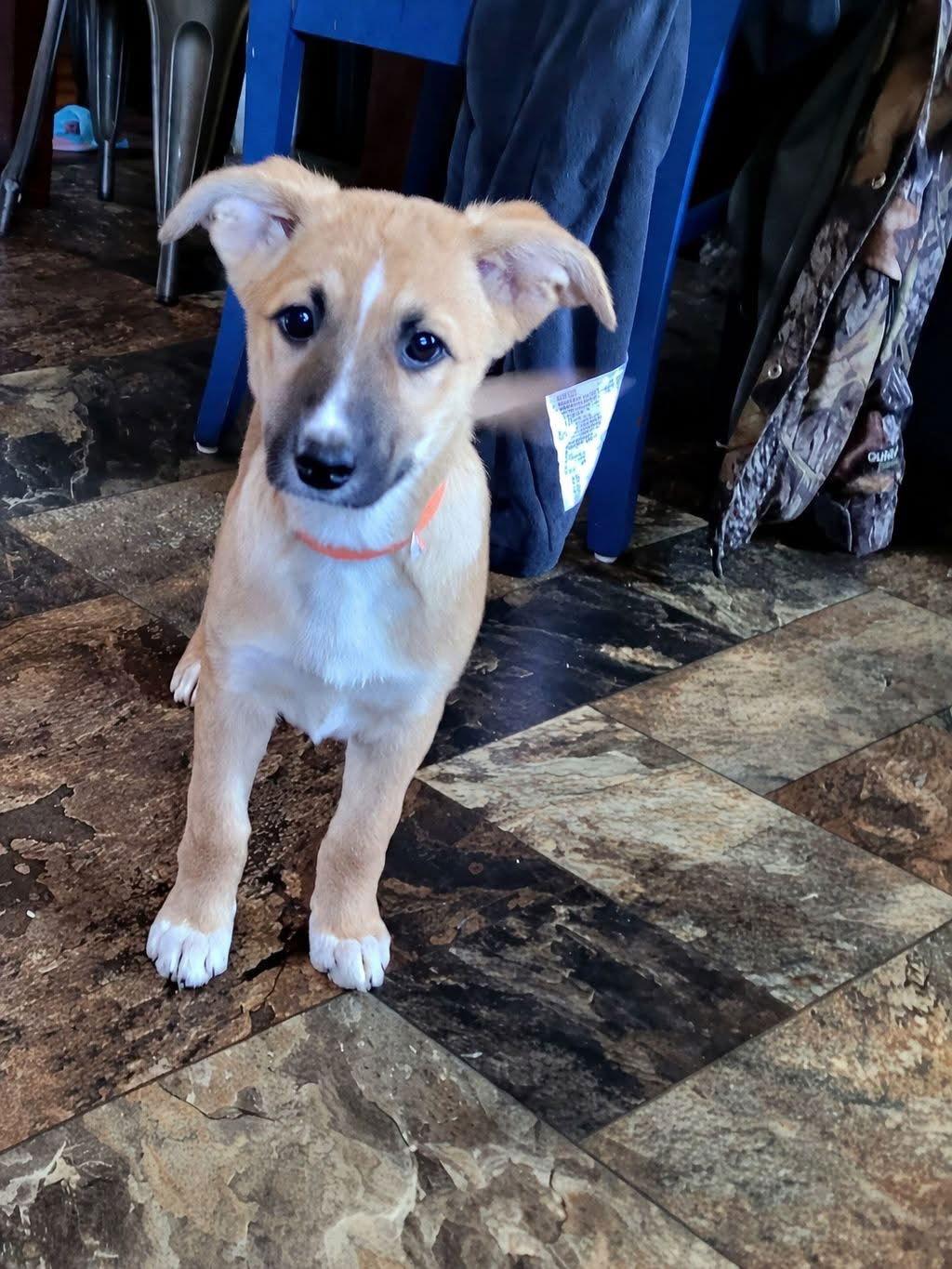 Bunny Foo Foo, Adoptable, Puppy Female German Shepherd Dog & Labrador Retriever.