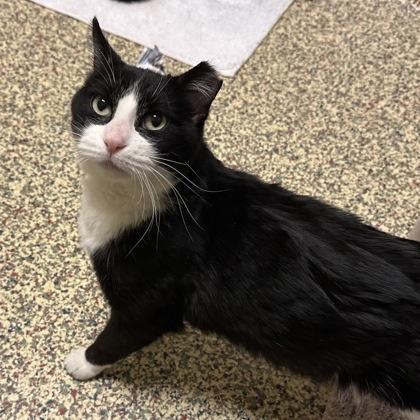 Josephine, Adoptable, Adult Female Domestic Medium Hair & Domestic Short Hair.