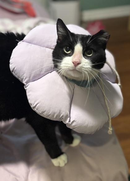 Josephine, Adoptable, Adult Female Domestic Medium Hair & Domestic Short Hair.