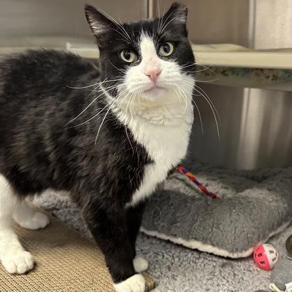 Enlarge Josephine, a Adoptable mixed breed in Merriam, KS image 3/3