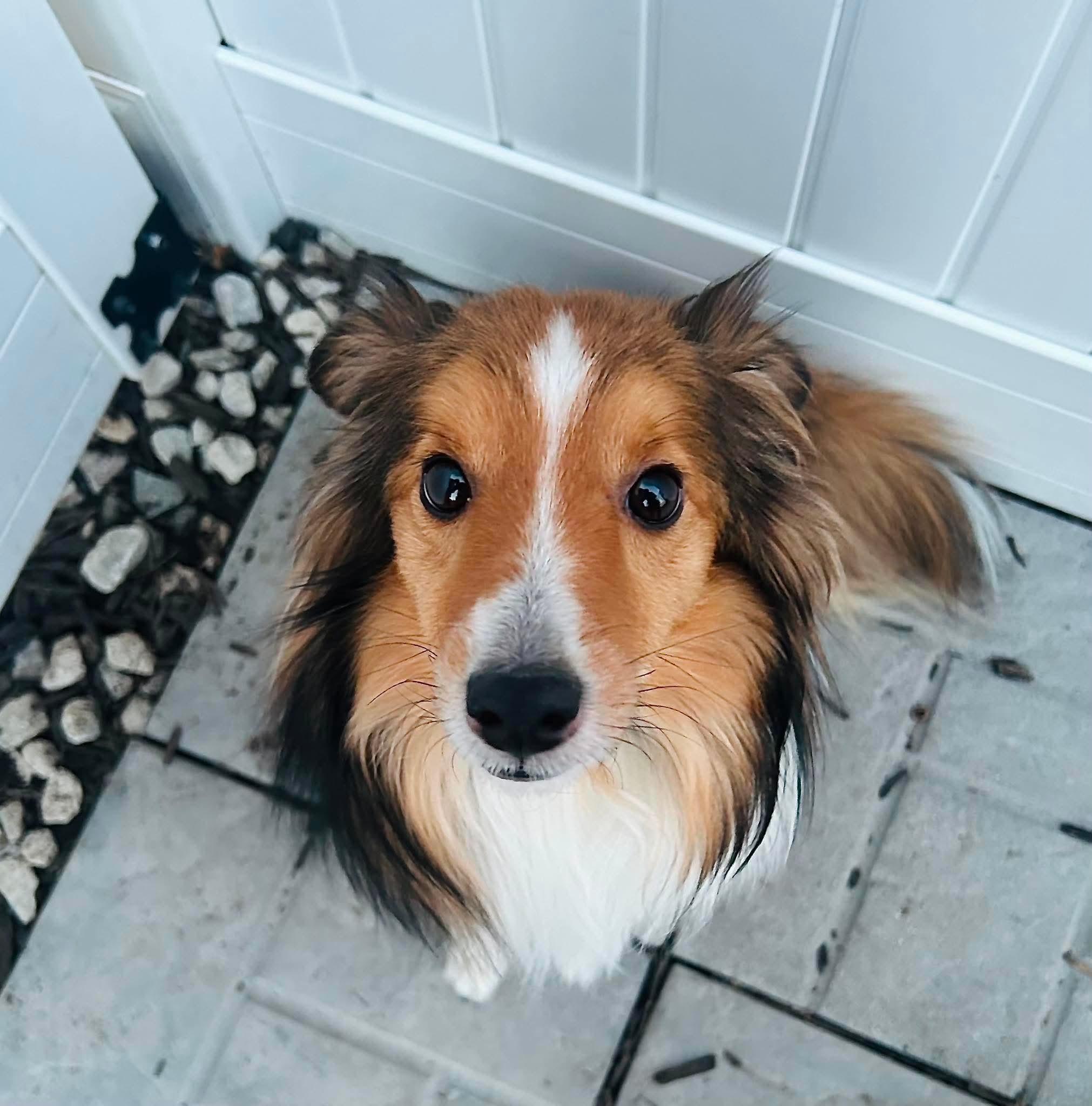 Findley, an adopted Shetland Sheepdog / Sheltie in Lincoln, NE image 1/3