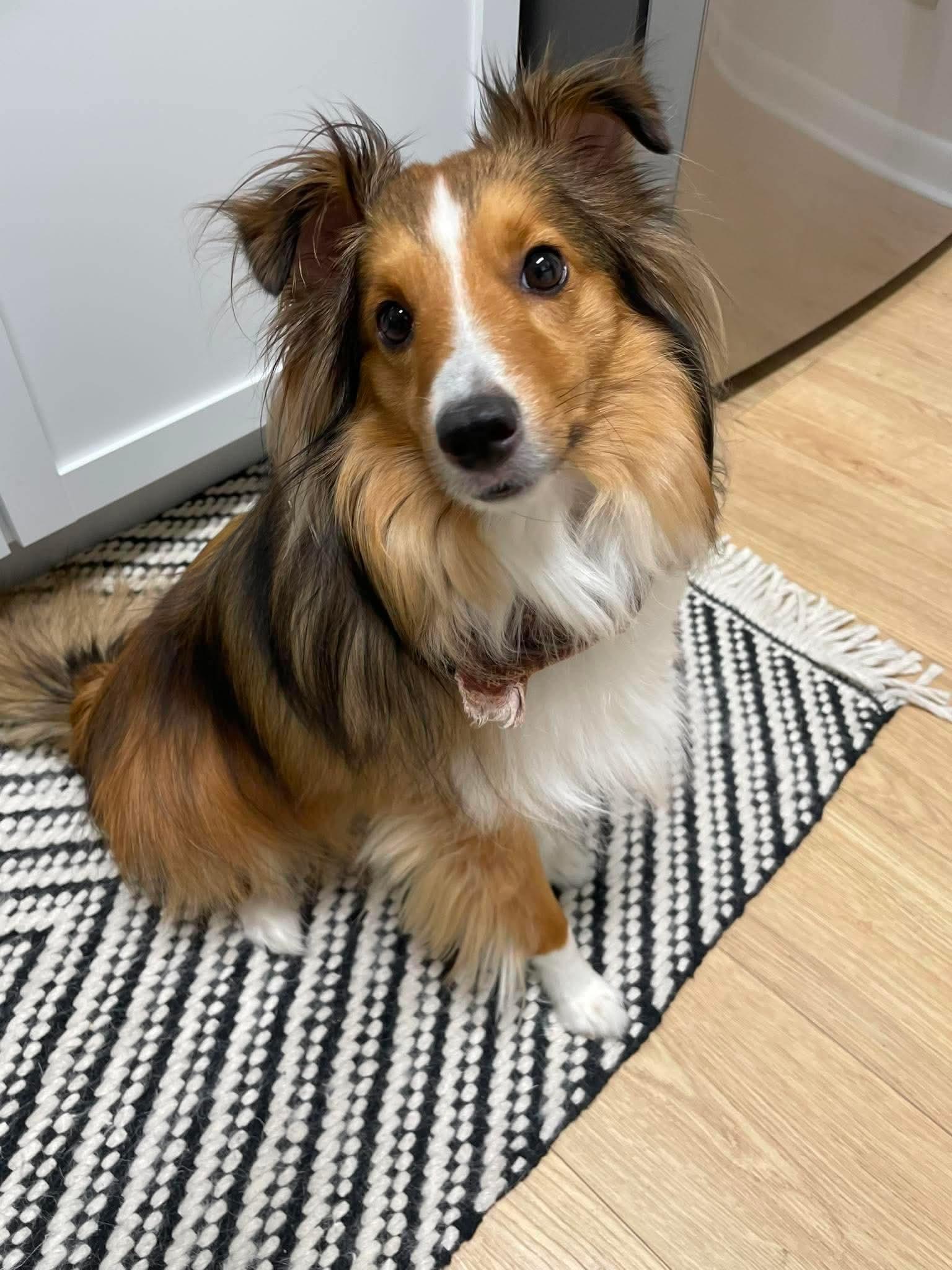 Findley, an adopted Shetland Sheepdog / Sheltie in Lincoln, NE image 3/3