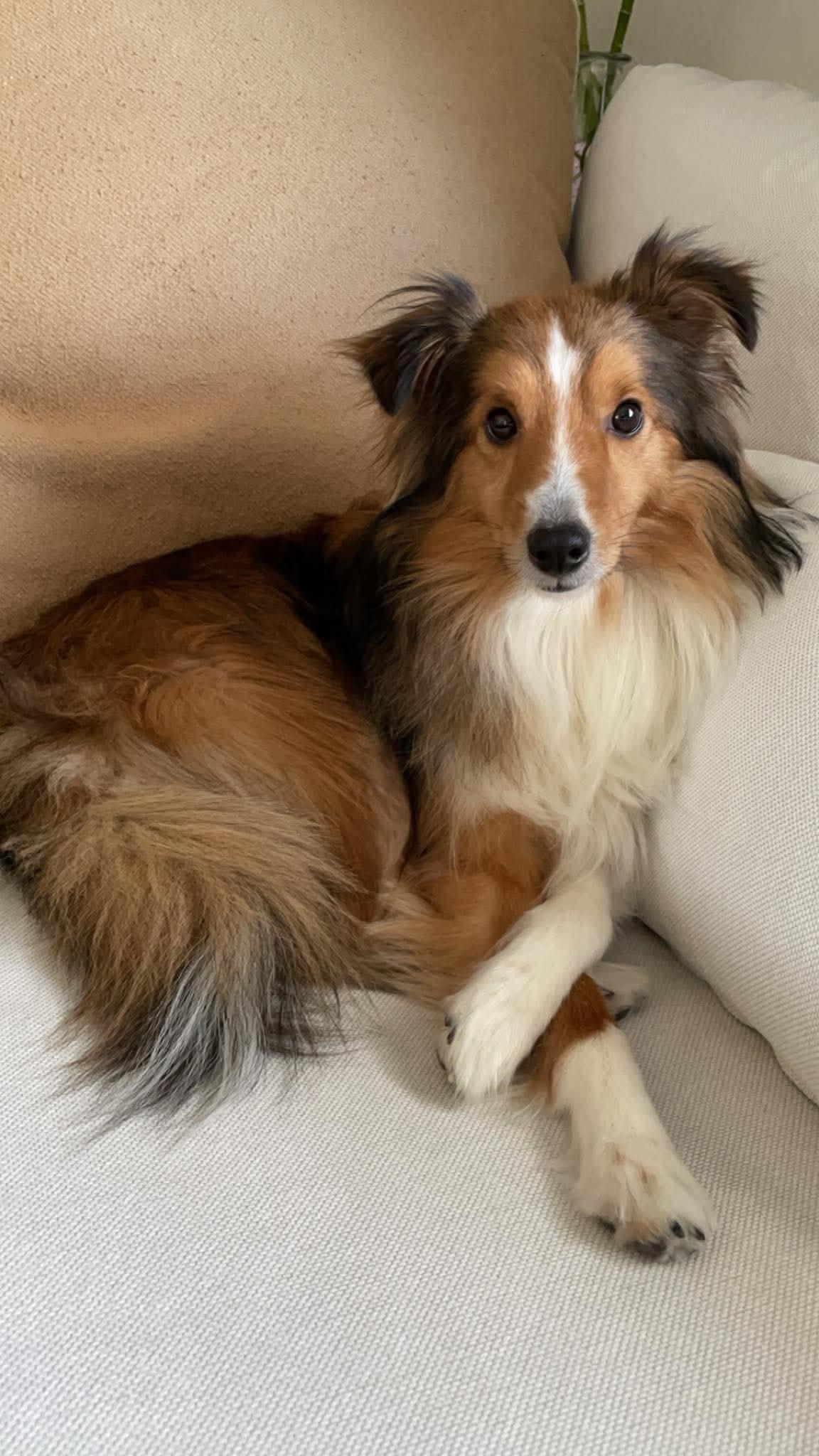 Findley, an adopted Shetland Sheepdog / Sheltie in Lincoln, NE image 2/3