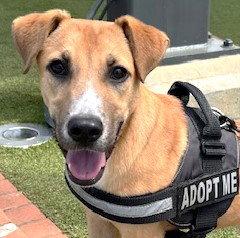 Walnut, Adoptable, Young Male Shepherd.