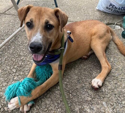 Enlarge Walnut, a Adoptable Shepherd in Carrollton, GA image 2/3
