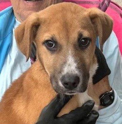 Enlarge Walnut, a Adoptable Shepherd in Carrollton, GA image 3/3