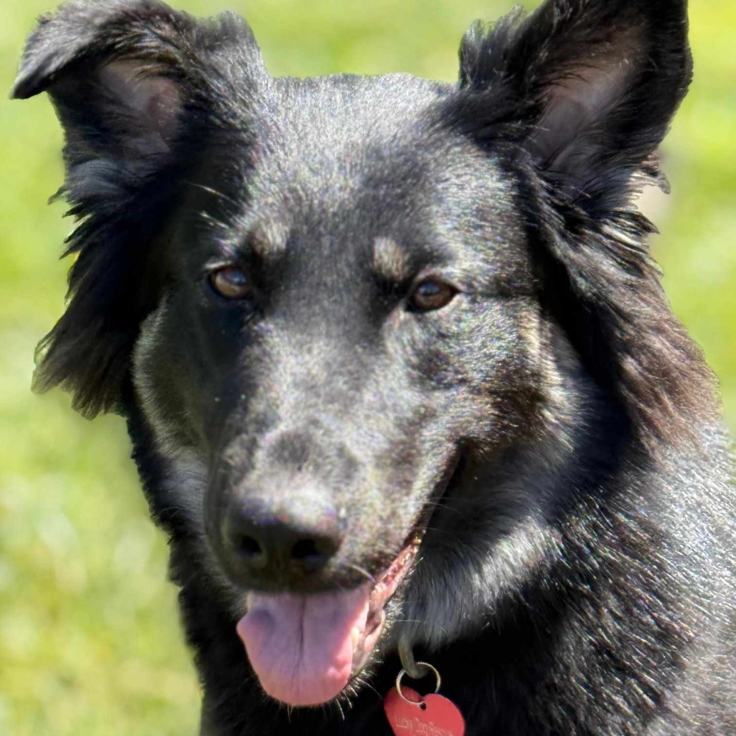 Enlarge Xena, a ADOPTABLE mixed breed in Pleasanton, CA image 3/6