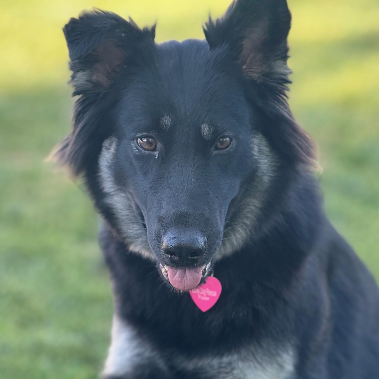 Enlarge Xena, a ADOPTABLE mixed breed in Pleasanton, CA image 5/6