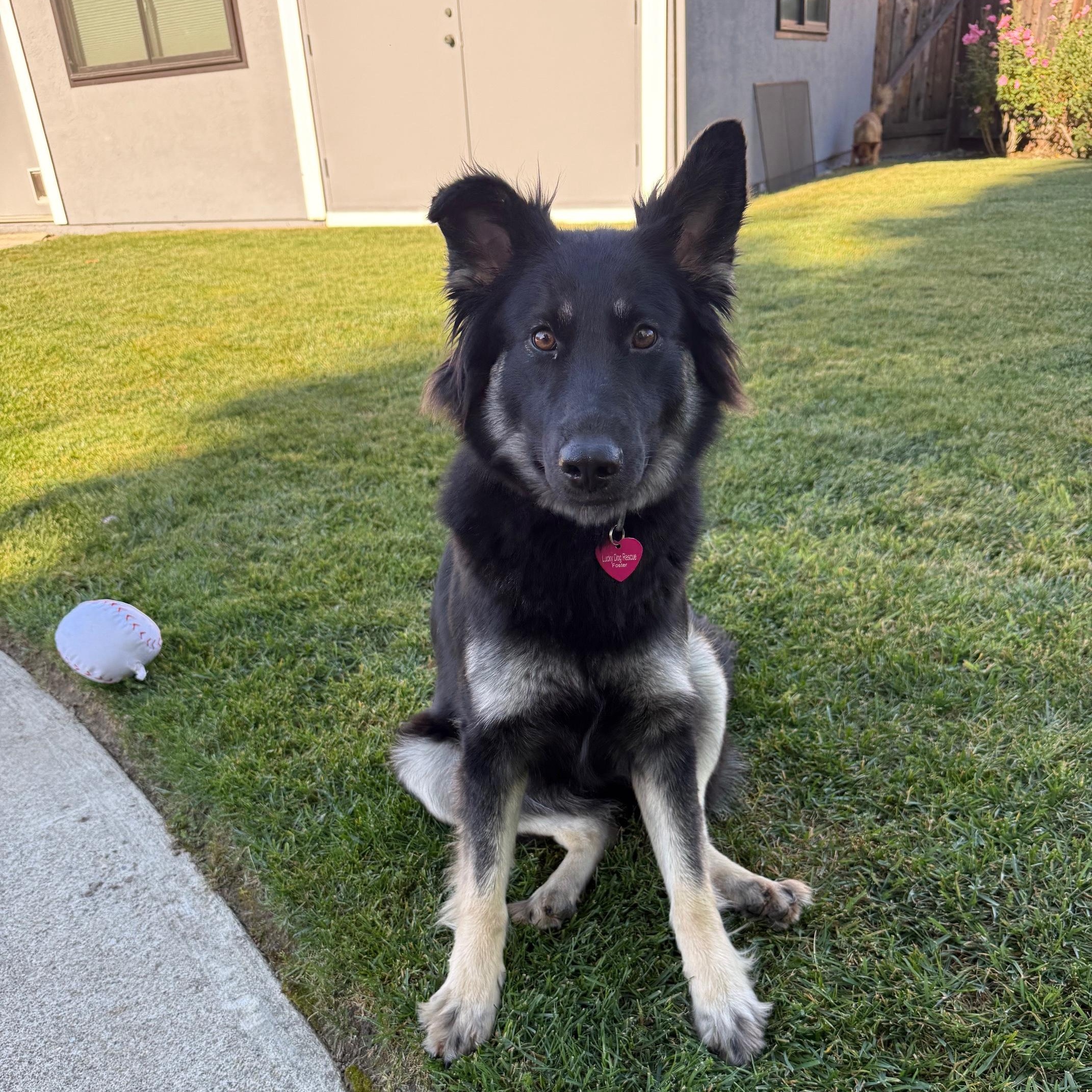Enlarge Xena, a ADOPTABLE mixed breed in Pleasanton, CA image 1/6