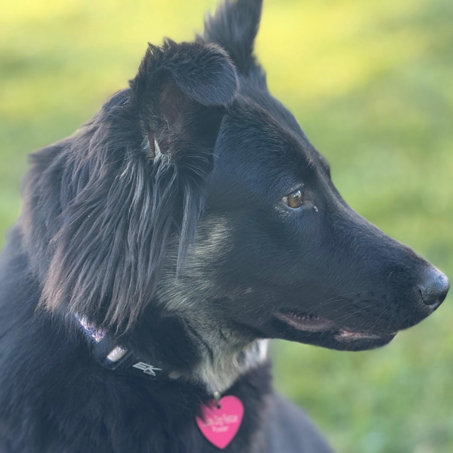 Enlarge Xena, a ADOPTABLE mixed breed in Pleasanton, CA image 6/6