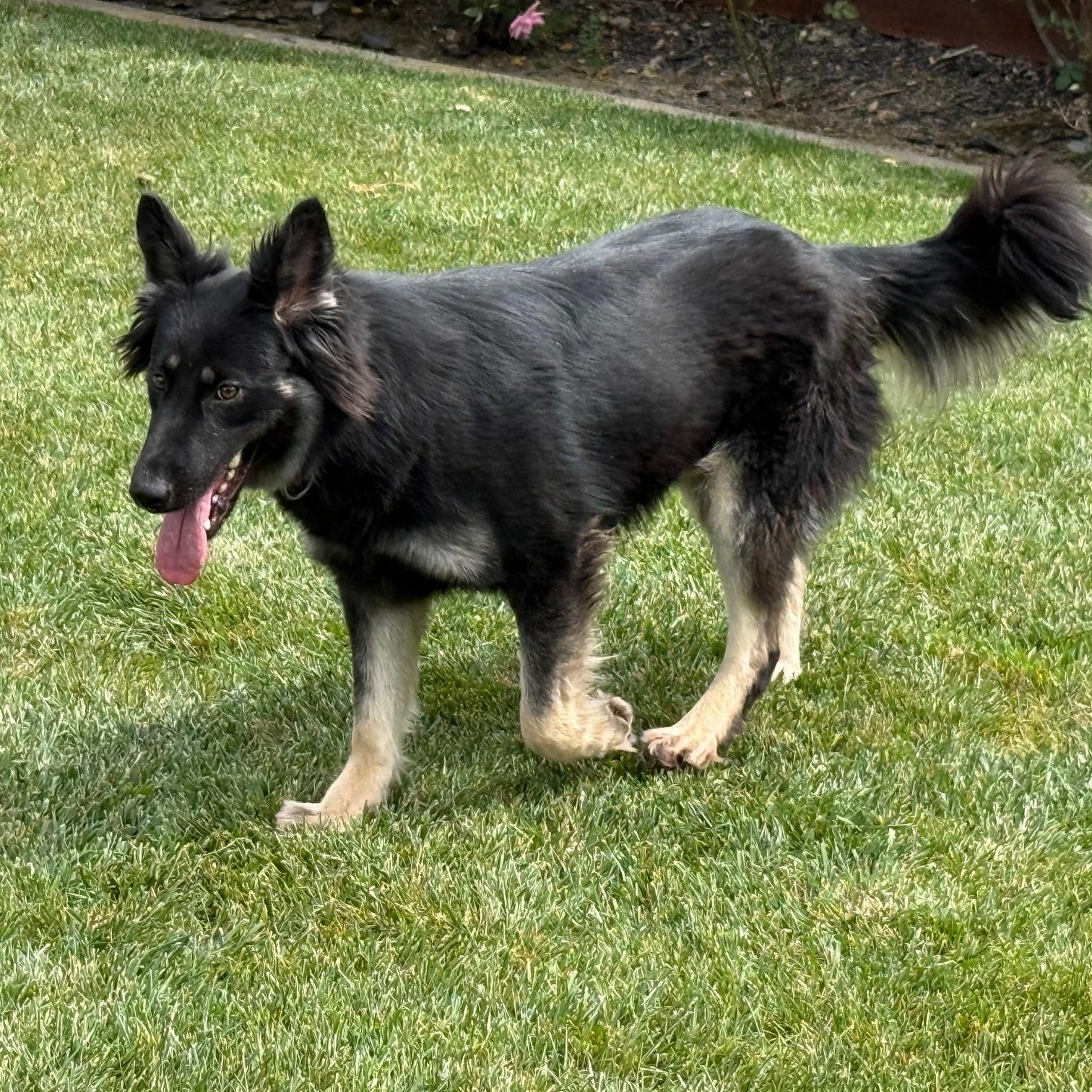 Enlarge Xena, a ADOPTABLE mixed breed in Pleasanton, CA image 2/6