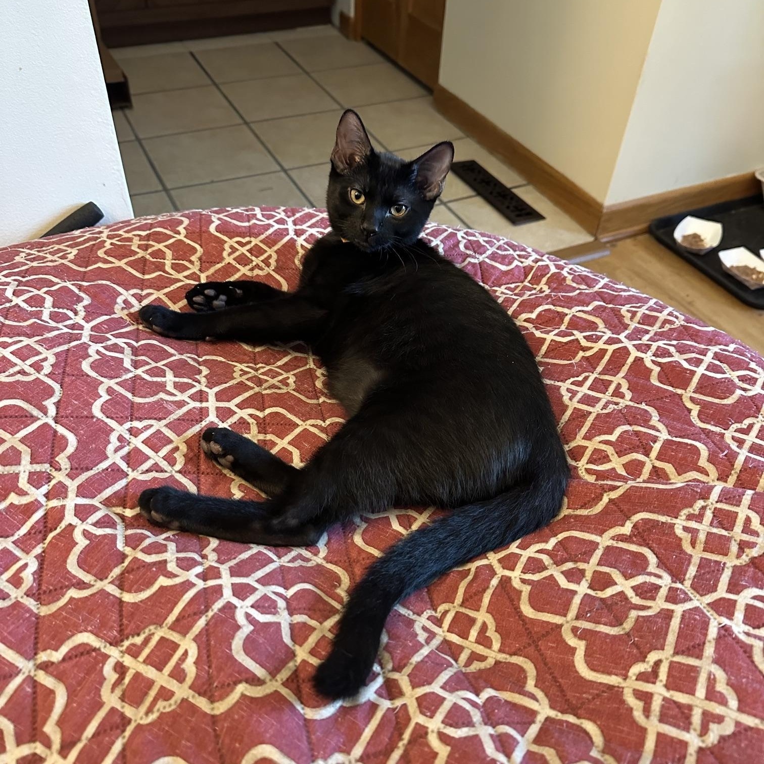 Enlarge Archie, a ADOPTABLE Domestic Short Hair in Barrington Hills, IL image 2/2