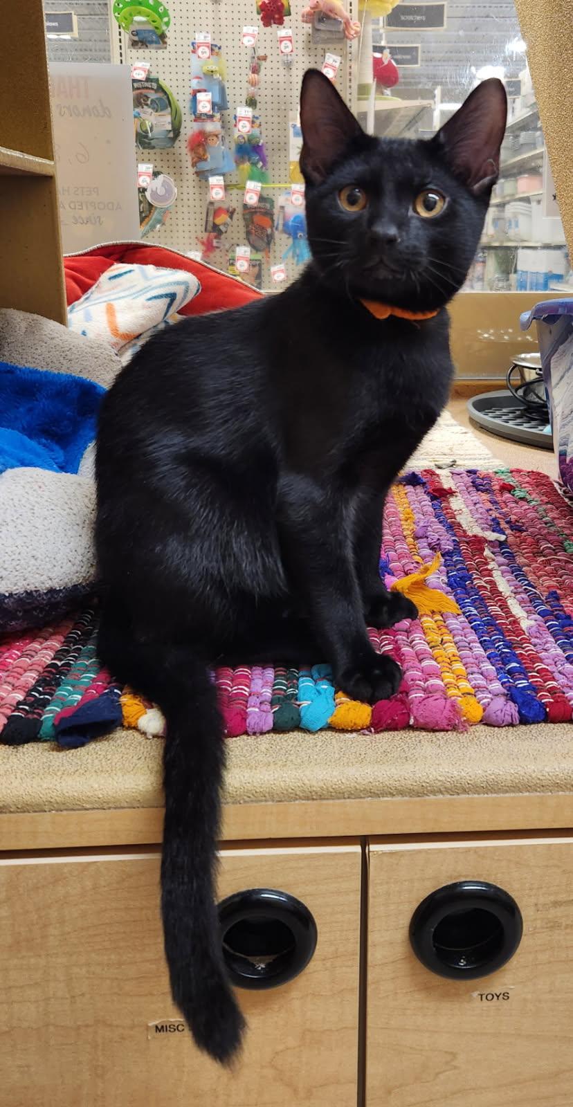 Archie, ADOPTABLE, Kitten Male Domestic Short Hair.