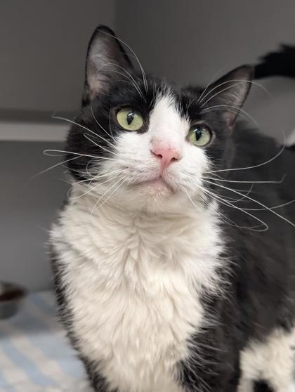 Garth, Adoptable, Senior Male Domestic Short Hair & Domestic Short Hair.