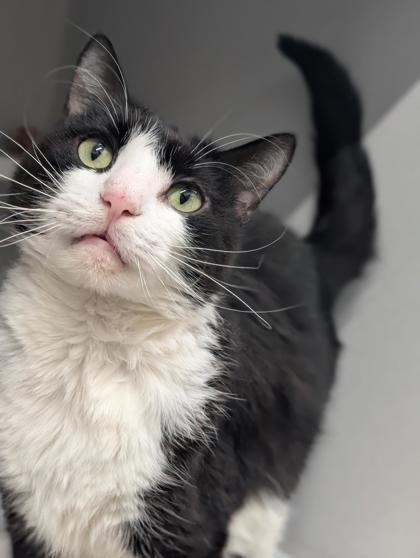 Enlarge Garth, a Adoptable mixed breed in Bensalem, PA image 2/3