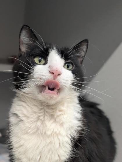 Enlarge Garth, a Adoptable mixed breed in Bensalem, PA image 3/3