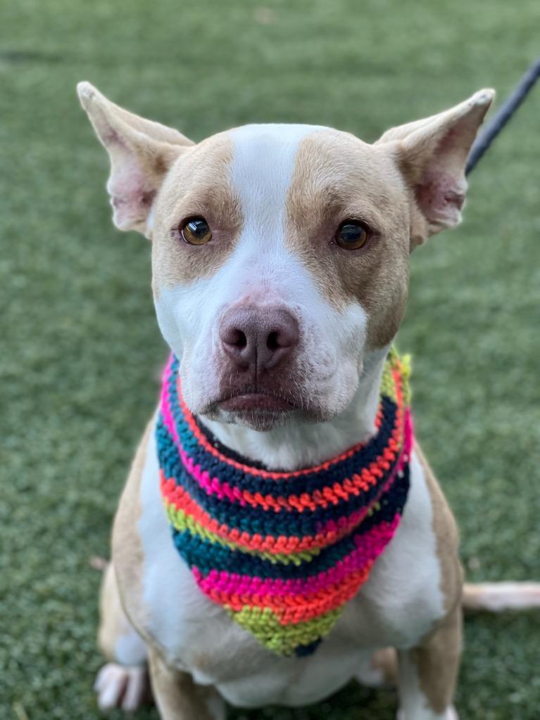 Enlarge Kenzie, a Adoptable mixed breed in Hartsville, SC image 1/6