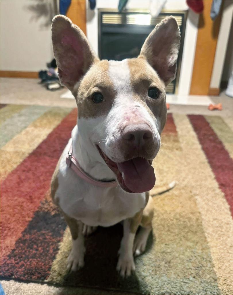 Enlarge Kenzie, a Adoptable mixed breed in Hartsville, SC image 3/6