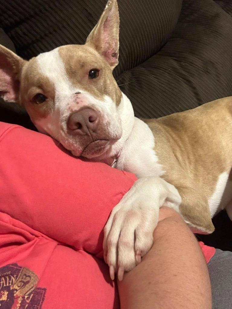 Enlarge Kenzie, a Adoptable mixed breed in Hartsville, SC image 4/6